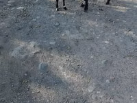 Cabra, Nubian Goat — foto 4