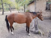 Адуу, Karachay horse — 5 зураг