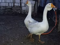 Geese — 5 зураг