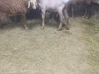 نعجة, Arashan sheep — الصورة 3