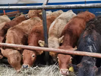 Bulle, Limousin-Kuh — Foto 1