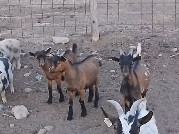 Billy Goat, Pomellata goat