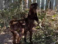 Ziege, Kamori goats — Foto 3