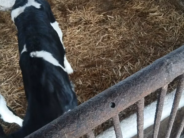 Kuh, Russian Black pied cattle