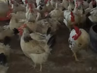 Chickens — foto 2
