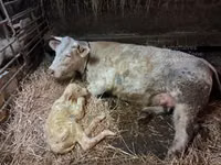 सांड, Charolais cattle — फ़ोटो 2