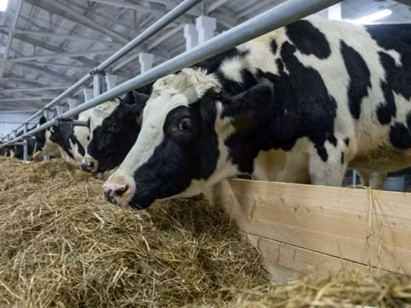 Үнээ, Russian Black pied cattle