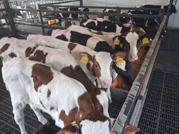Bulle, Simmental cattle