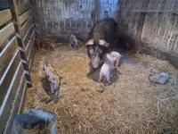Säue, Schweine — Foto 5