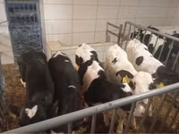 牛只（批次，未指定性别）, Russian Black pied cattle — 照片 1