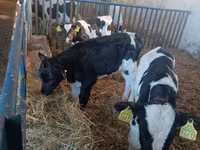 Bull, Russian Black pied cattle — photo 2
