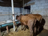 母牛, Cattle — 照片 1