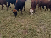 公牛, Swiss cattle — 照片 1