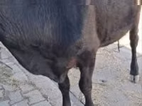 Vaca, Ganado vacuno — foto 2