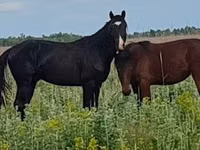 Азаргагүй морь, Kazakh horse — 8 зураг