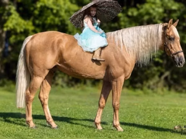 公马, Palomino