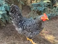 Chickens — foto 1