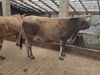 بقرة, Swiss cattle — الصورة 2