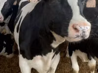Cow, Holstein breed — photo 3