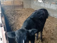 Bulle, Swiss cattle — Foto 2