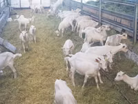 عنزة, Saanen goat — الصورة 5