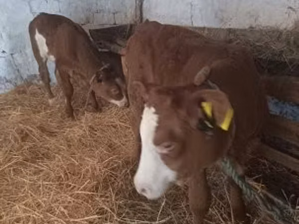 بقرة, Simmental cattle