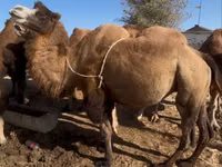Тэмээ (бүлэг, хүйс заагаагүй), Kazakh Bactrian camel — 1 зураг