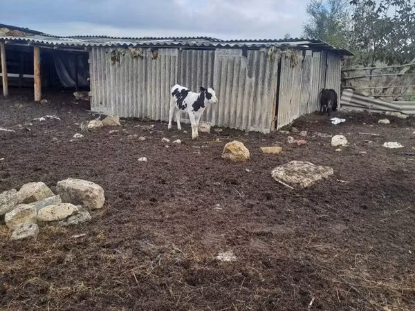 Үнээ, Russian Black pied cattle