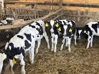 Bull, Russian Black pied cattle — photo 2