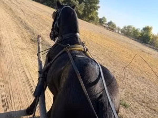 Horse (M), Horses