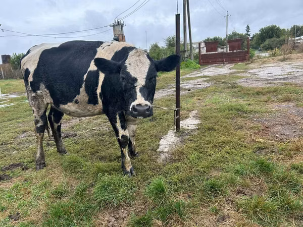 Cow, Russian Black pied cattle