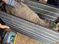 Хонь, Kuibyshev sheep — 4 зураг