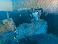Toro, Ganado vacuno — foto 3