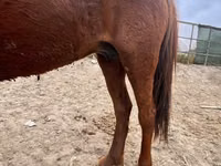 घोड़ी, Kazakh horse — फ़ोटो 4
