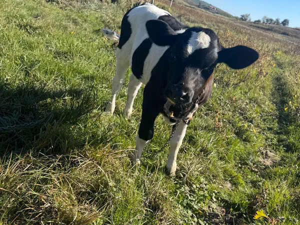 بقرة, Russian Black pied cattle