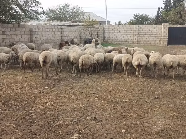公羊, Sheep