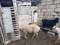 Sheep, Sheep — photo 6