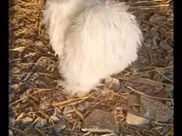 Brahma — Foto 2