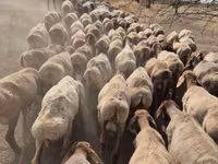 Schaf, Arashan sheep — Foto 3