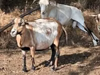 Schaf, Cameroon sheep — Foto 2