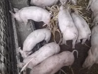 猪（批次，未指定性别）, Pigs — 照片 2