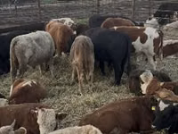 Toro, Simmental cattle — foto 2