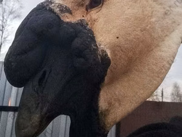 लिंडा