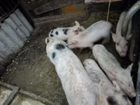 母猪, Pigs — 照片 5