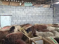 母羊, Beulah Speckled face sheep — 照片 4