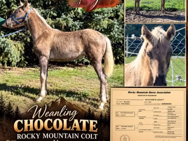 घोड़ा, Rocky Mountain Horse