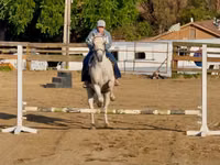 حصان, Quarter Horse — الصورة 4