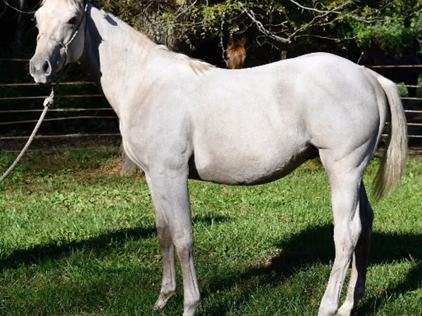 घोड़ा, Quarter Horse