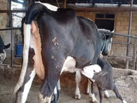 母牛, Russian Black pied cattle — 照片 3