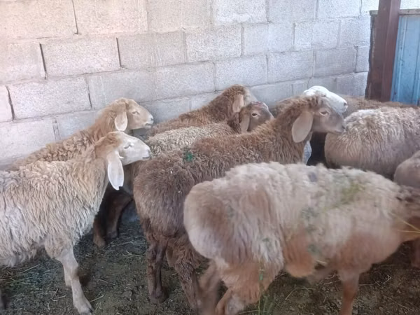 نعجة, Arashan sheep